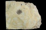 Partial Lemureops Kilbeyi Trilobite - Fillmore Formation, Utah #138575-1